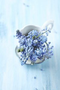 בית ירוק נקי מרעלים