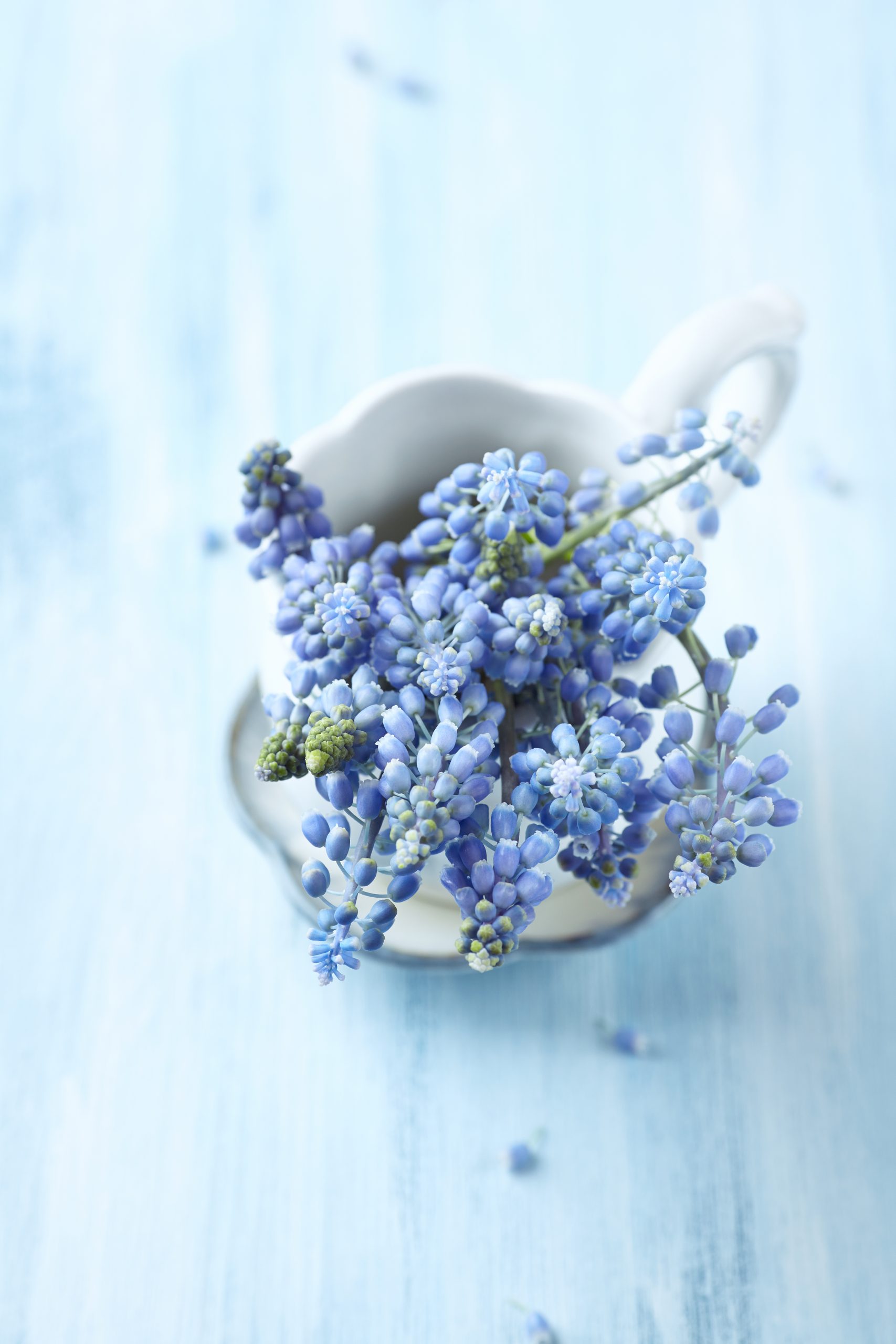 בית ירוק נקי מרעלים