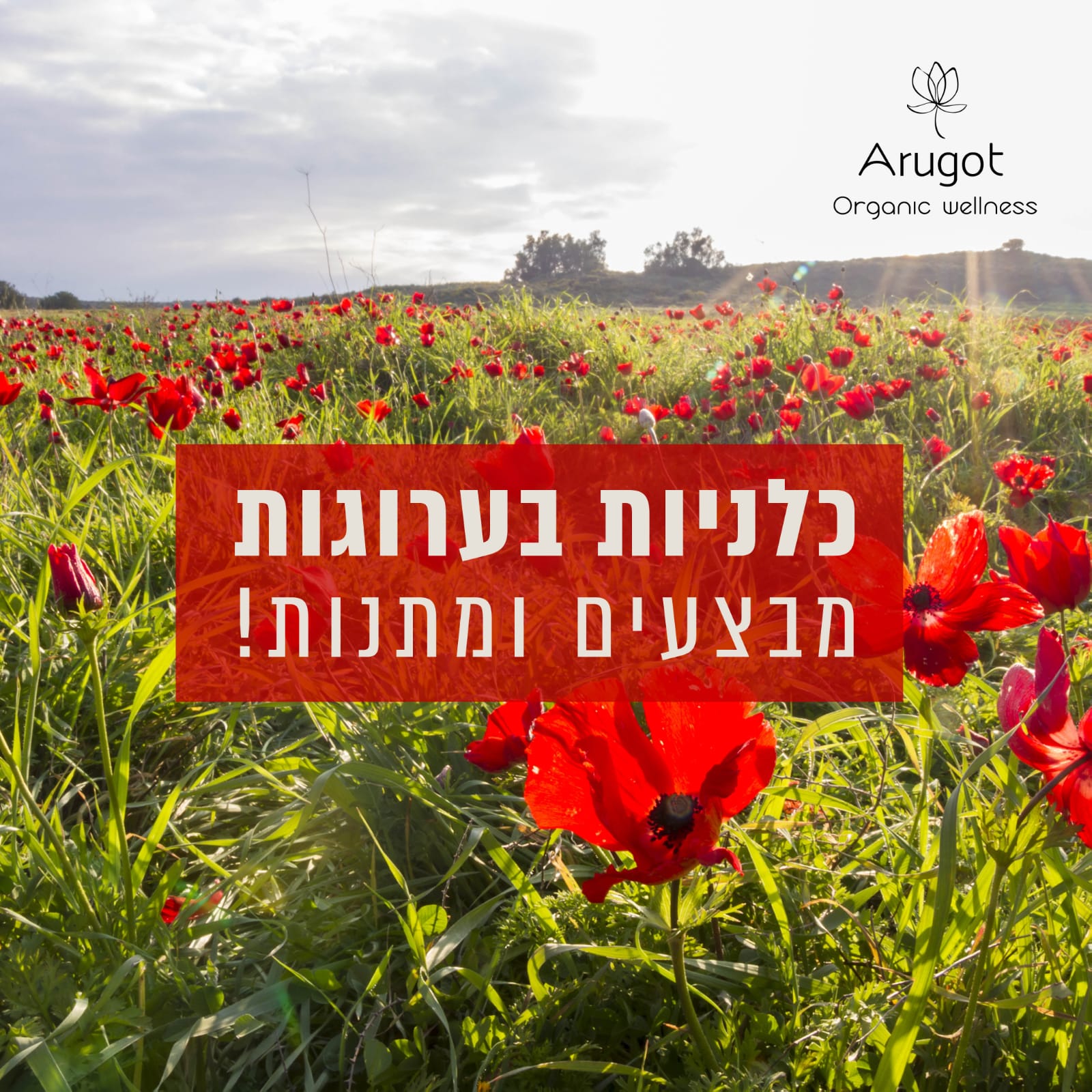 מארז דרום אדום ב99 ש"ח בלבד