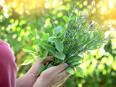 לימודי צמחי מרפא